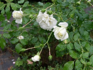 Trandafirii cei albi: 