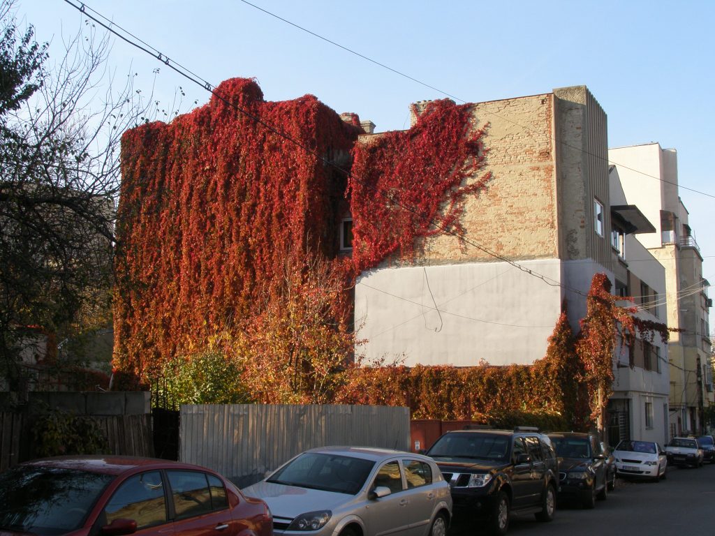 Clădire potopită de iederă: feerie verticală de roșu foșnitor. 
